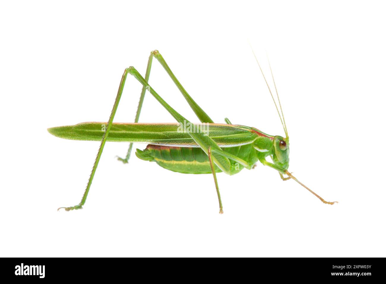 Spinifex Polichne Katydid (Polichne sp) William Bay National Park, Australie occidentale. Projet Meetyourneighbours.net. Banque D'Images