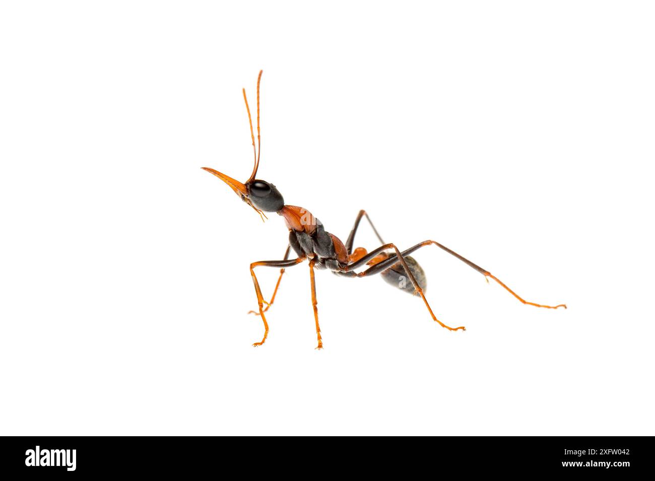 Fourmi jumper (Myrmecia nigrocincta) Queensland, Australie. Projet Meetyourneighbours.net. Banque D'Images