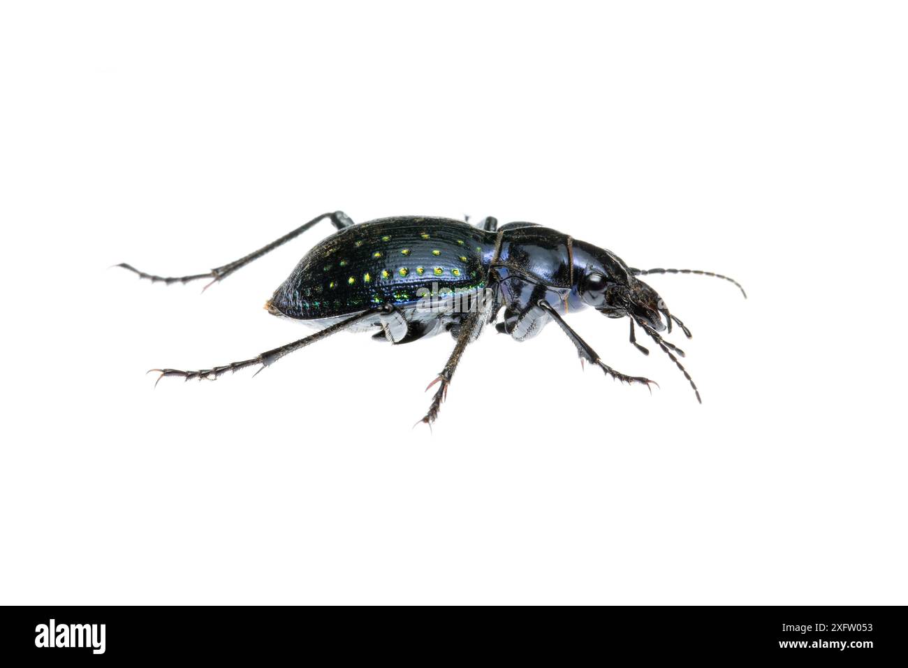 Le chasseur de chenilles de Fischer (Calosoma fischeri) réserve naturelle d'Ikh Nart, désert de Gobi Nord, Mongolie. Projet Meetyourneighbours.net. Banque D'Images