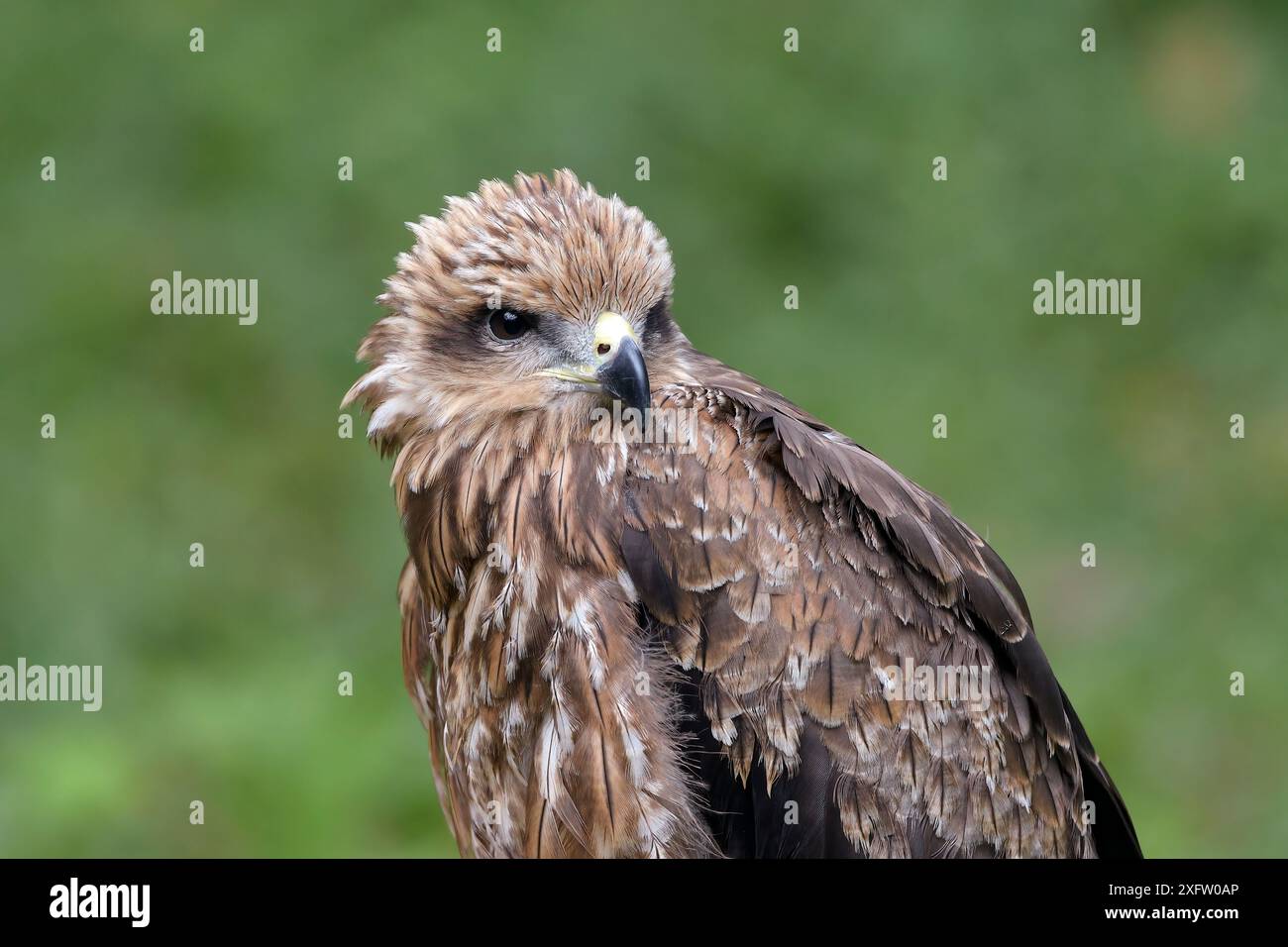 Portrait d'un goshawk brun Banque D'Images