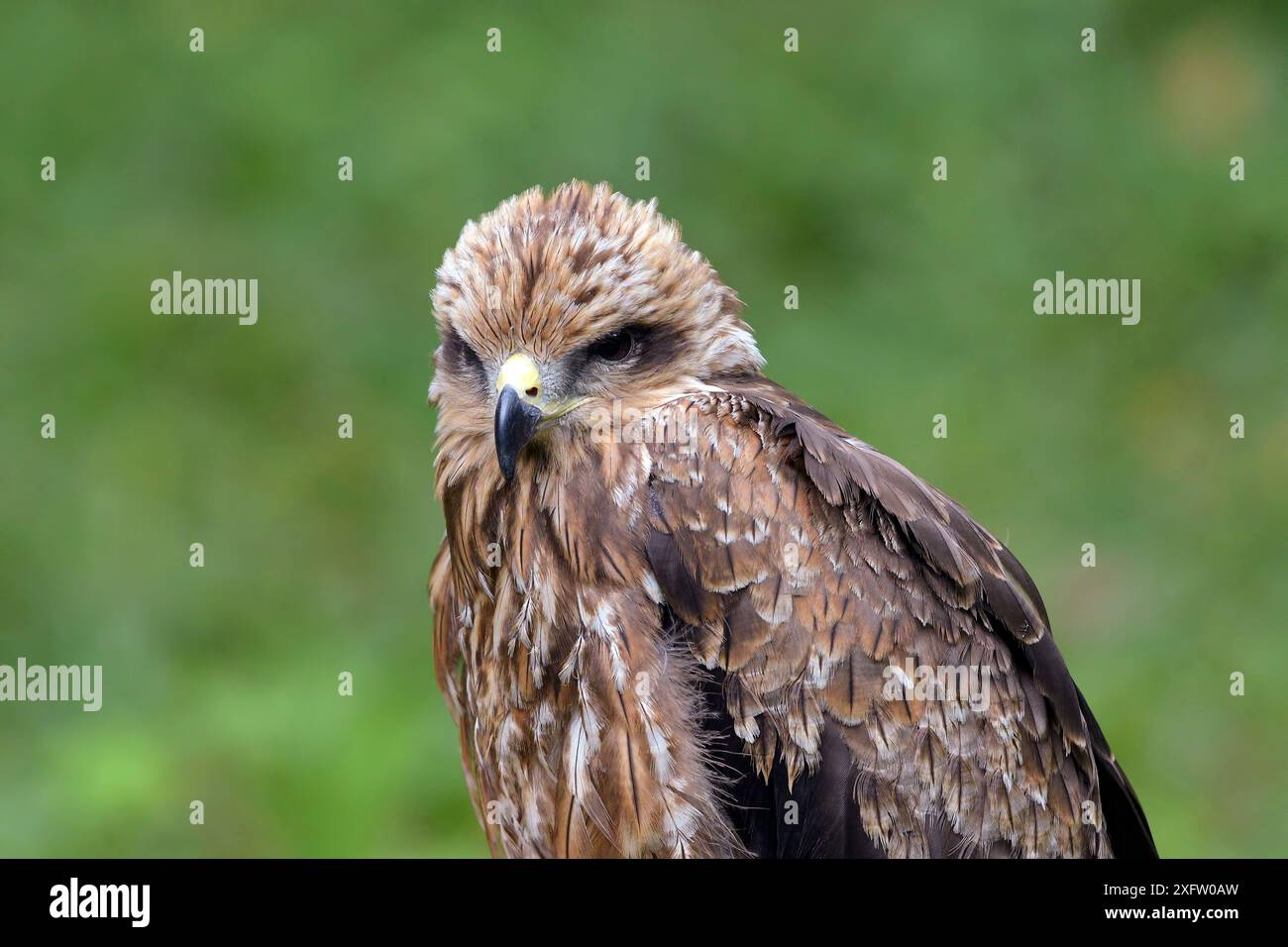 Portrait d'un goshawk brun Banque D'Images