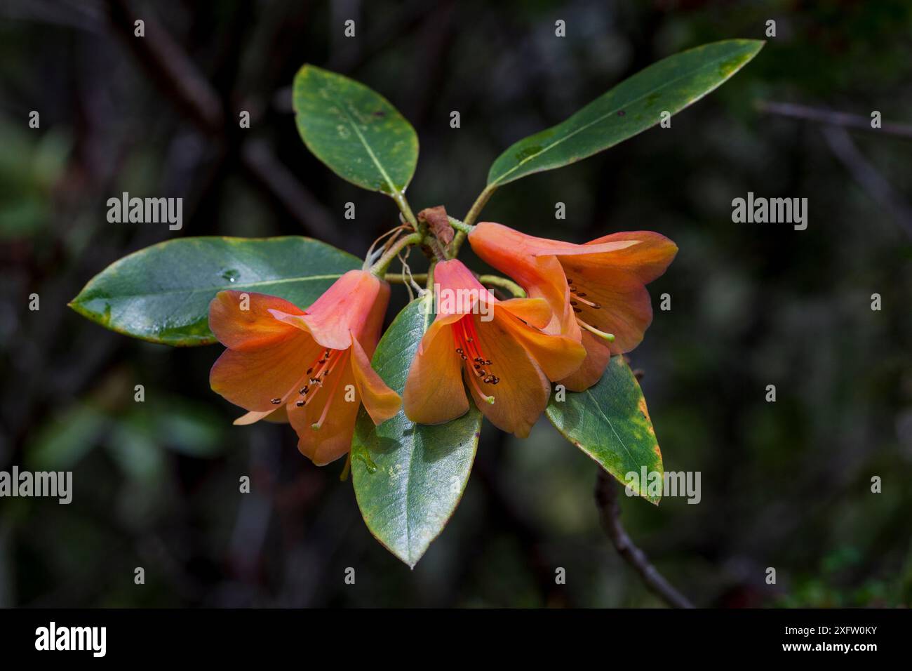 Fleurs de Rhododendron, (Rhododendron cinnabarinum) Chele la, Bhoutan. Banque D'Images