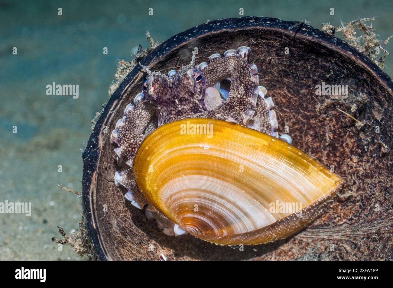 Poulpe veiné ou de noix de coco (Amphioctopus marginatus) utilisant la moitié d'une coquille de noix de coco et la moitié d'un bivalve comme abri. Ambon, Indonésie. Banque D'Images