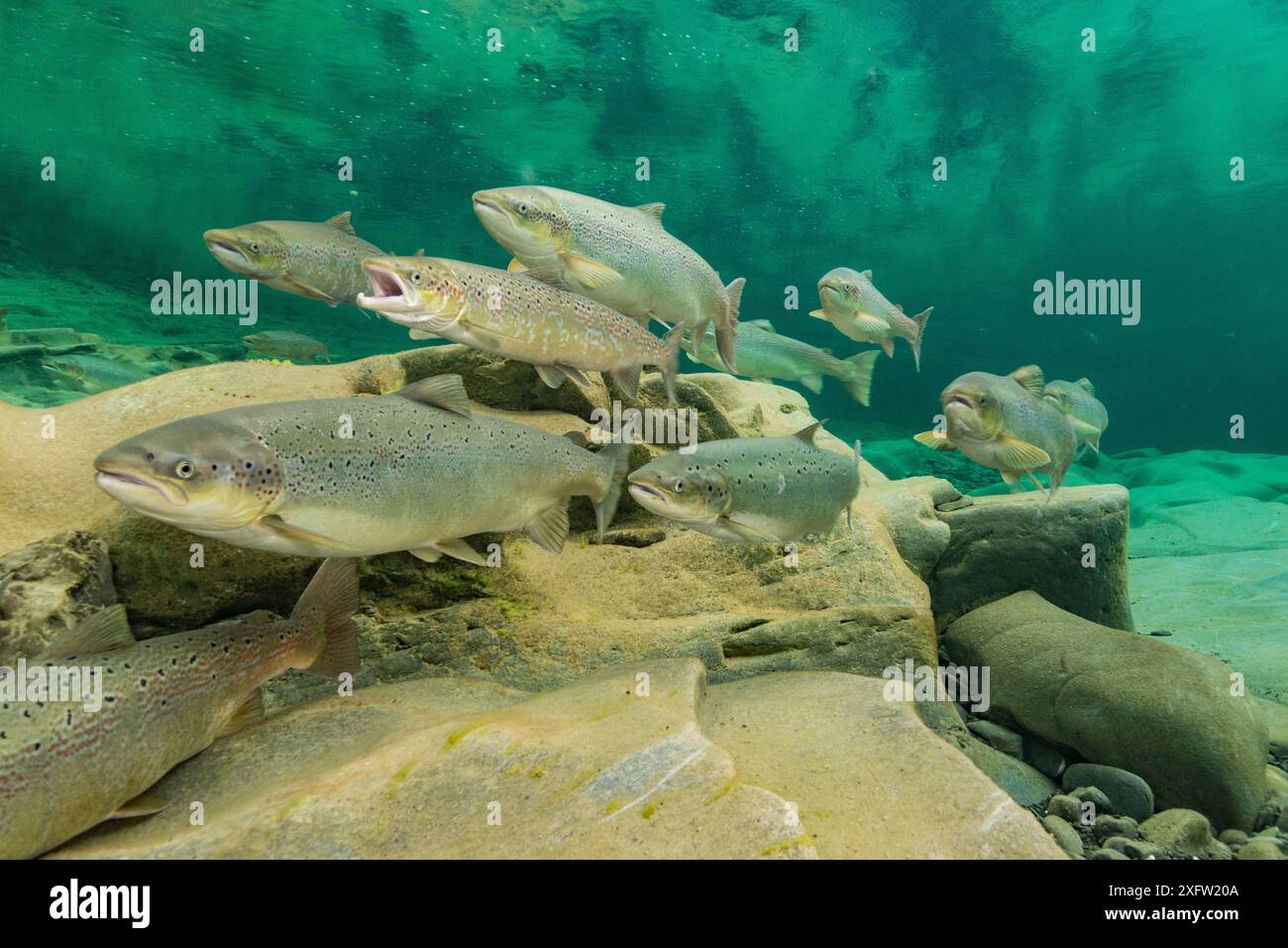 Migration du saumon atlantique (Salmo salar) pour frai, en rivière, péninsule de Gaspé, Québec, Canada, octobre. Banque D'Images