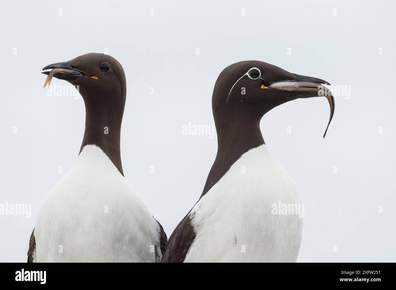 Deux guillemots communs / guillemots (Uria aalge) avec des proies de poissons, le droit une forme de guillemot bridé avec un anneau blanc autour de l'œil, Machias Seal Island, baie de Fundy, Nouveau-Brunswick, Canada, juillet. Banque D'Images