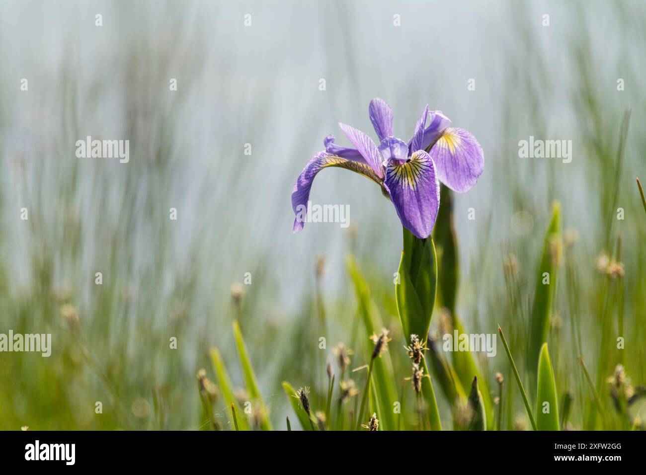 Iris (Iris versicolor) en fleur, Nouveau Brunswick, Canada, juin. Banque D'Images
