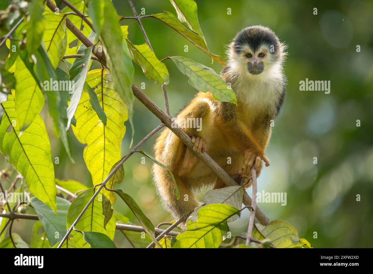 Singe écureuil d'Amérique centrale à couronne noire (Saimiri oerstedii) assis sur la branche, Parc national du Corcovado, péninsule d'Osa, Costa Rica, espèce vulnérable. Banque D'Images