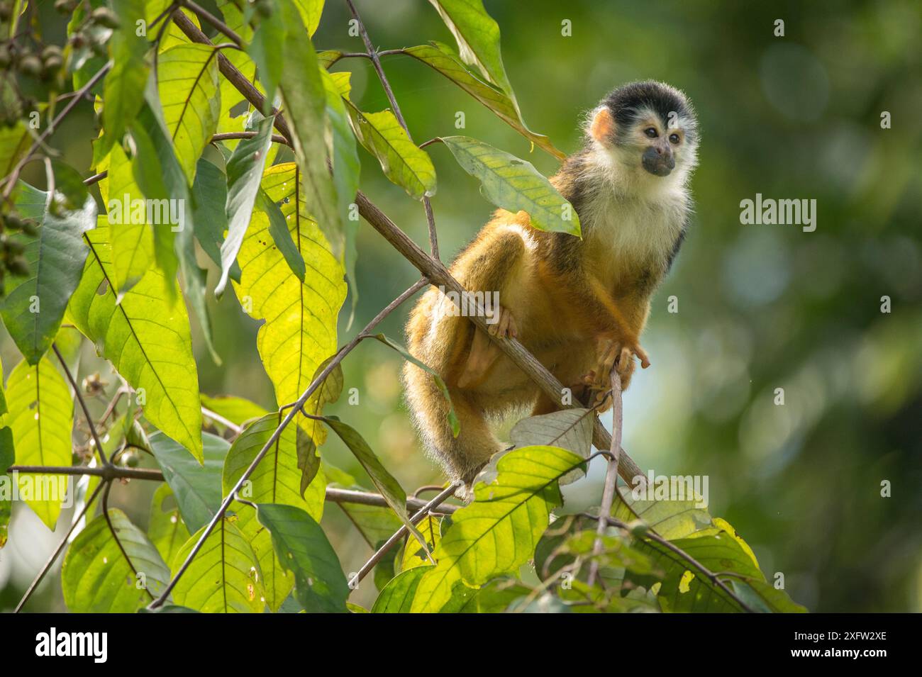 Singe écureuil d'Amérique centrale à couronne noire (Saimiri oerstedii) assis sur la branche, Parc national du Corcovado, péninsule d'Osa, Costa Rica, espèce vulnérable. Banque D'Images