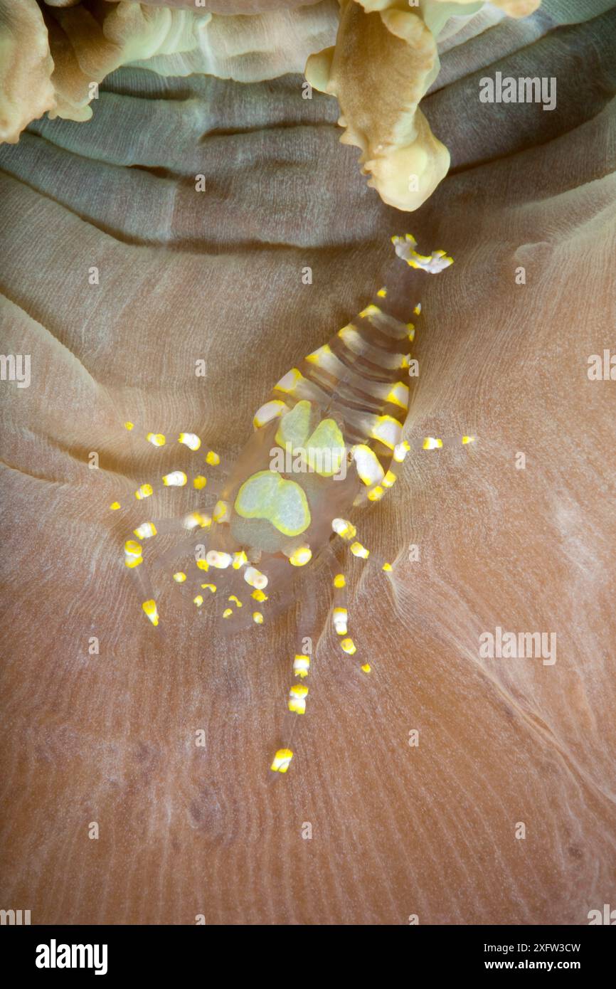Crevettes commensales (Pliopontonia furtiva) camouflées sur disque anémone (Amplexidiscus fenestrafer) Phare Reef, île de Cabilao, Bohol, Visayas centrales, Philippines, océan Pacifique. Banque D'Images