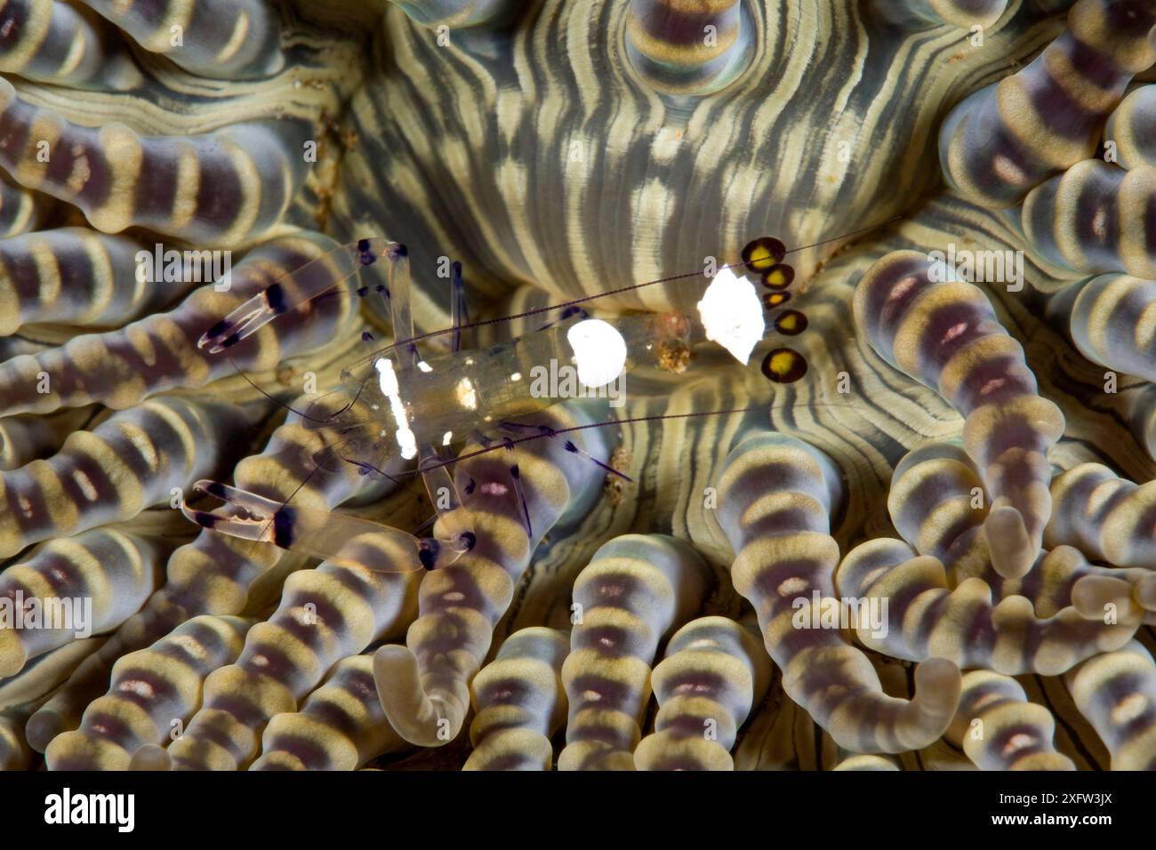 Crevette commensale / anémone en verre (Periclimenes brevicarpalis) sur l'anémone de mer, récif de Pura Vida House, Dumaguete, Île de Negros est, Visayas centrales, Philippines, océan Pacifique. Banque D'Images