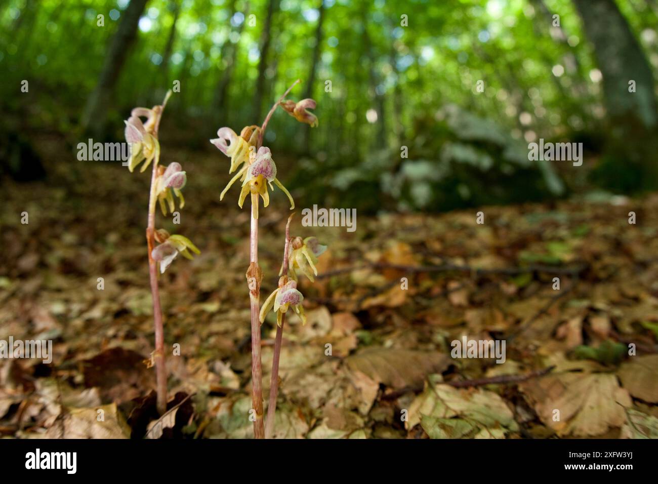 Orchidées fantômes (Epipogium aphyllum) poussant sur le sol forestier. Abruzzes, Apennins centraux, Italie, juillet. Banque D'Images