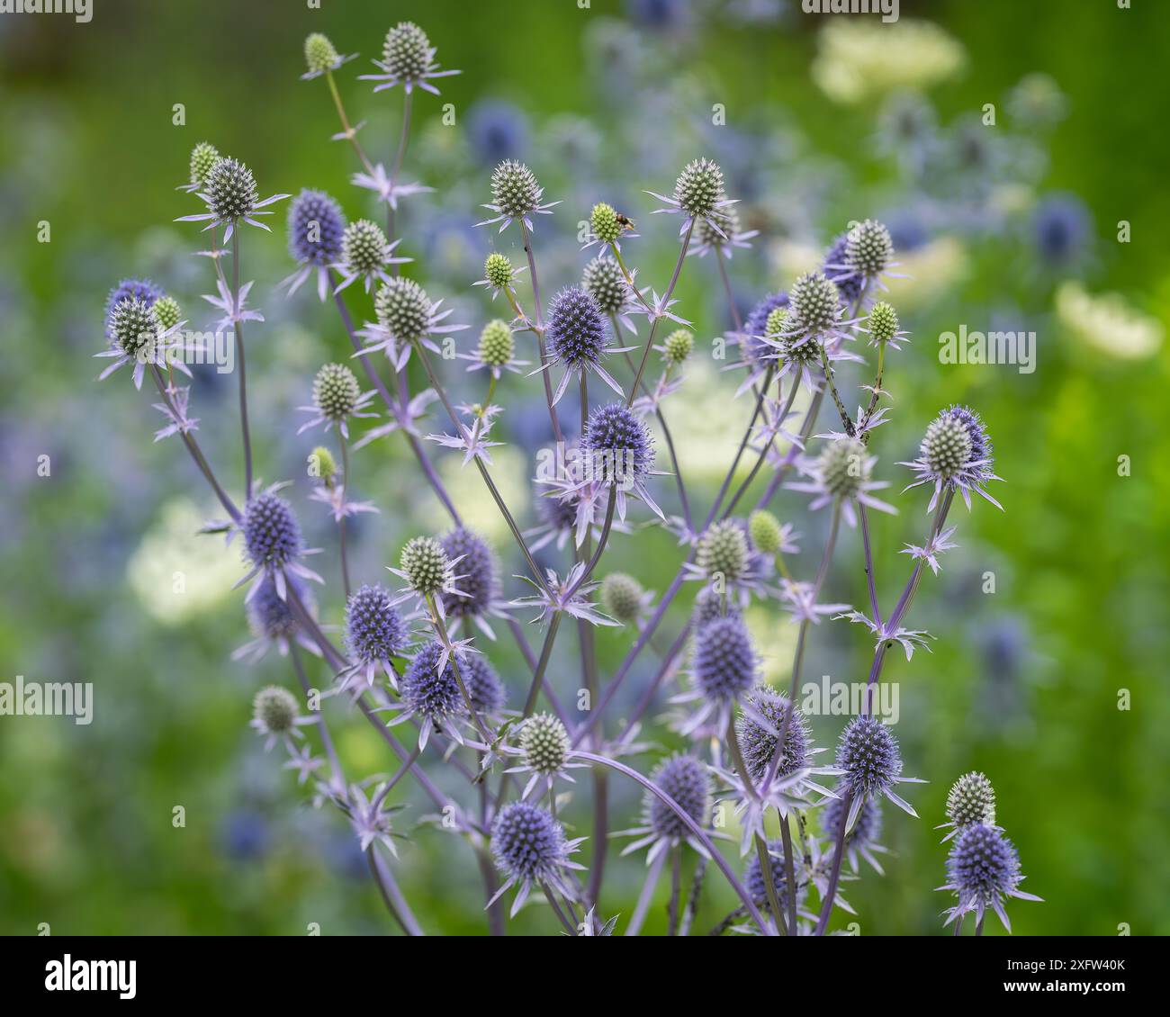 Eryngium planum, l'eryngo bleu ou fleur de houx de mer plate dans le jardin, gros plan. Fond d'été avec une plante à fleurs bleues. Flou de mise au point. Papier peint. Banque D'Images