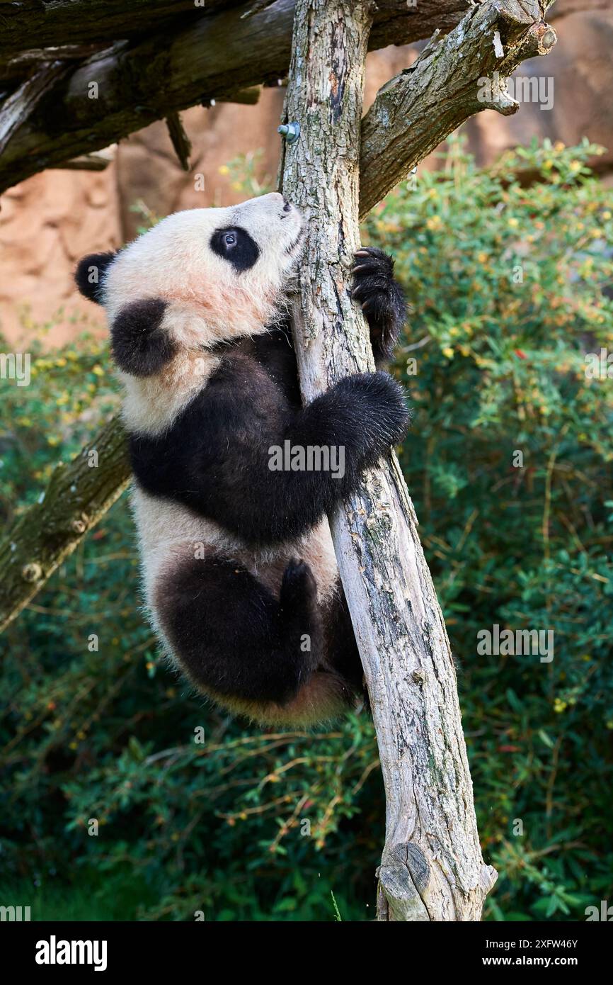 Panda géant (Ailuropoda melanoleuca) escalade.Yuan Meng, premier grand panda même né en France, est maintenant âgé de 8 mois. et aime beaucoup pour rester dans les arbres, le zoo de Beauval, France Banque D'Images