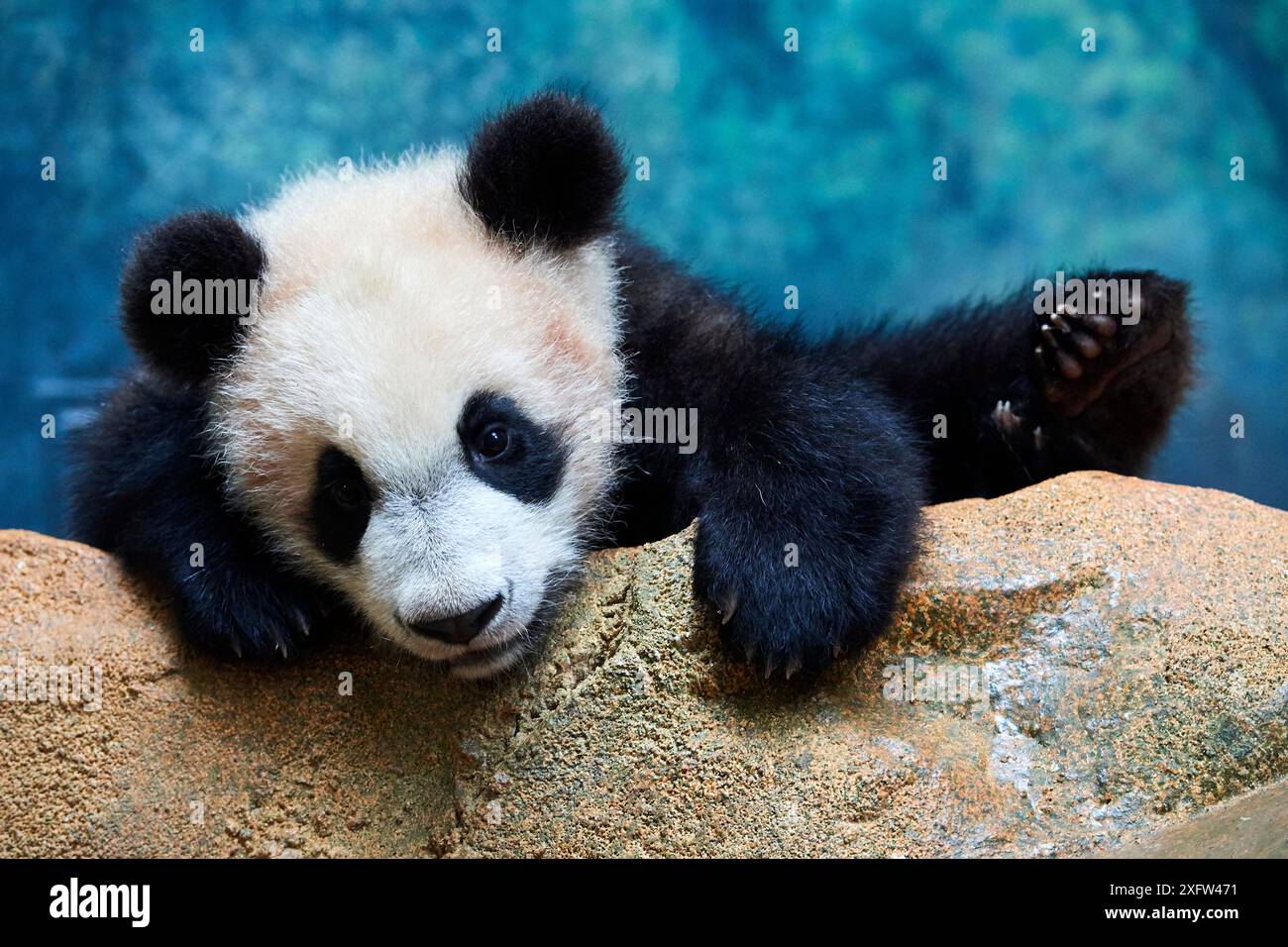 Petit Panda géant ludique (Ailuropoda melanoleuca) enquêtant sur son enclos, grimpant au-dessus d'un rocher. Yuan Meng, premier panda géant né en France, aujourd'hui âgé de 8 mois, Zoo de Beauval, France Banque D'Images Petit Panda géant ludique (Ailuropoda melanoleuca) enquêtant sur son enclos, grimpant au-dessus d'un rocher. Yuan Meng, premier panda géant né en France, aujourd'hui âgé de 8 mois, Zoo de Beauval, France Banque D'Images