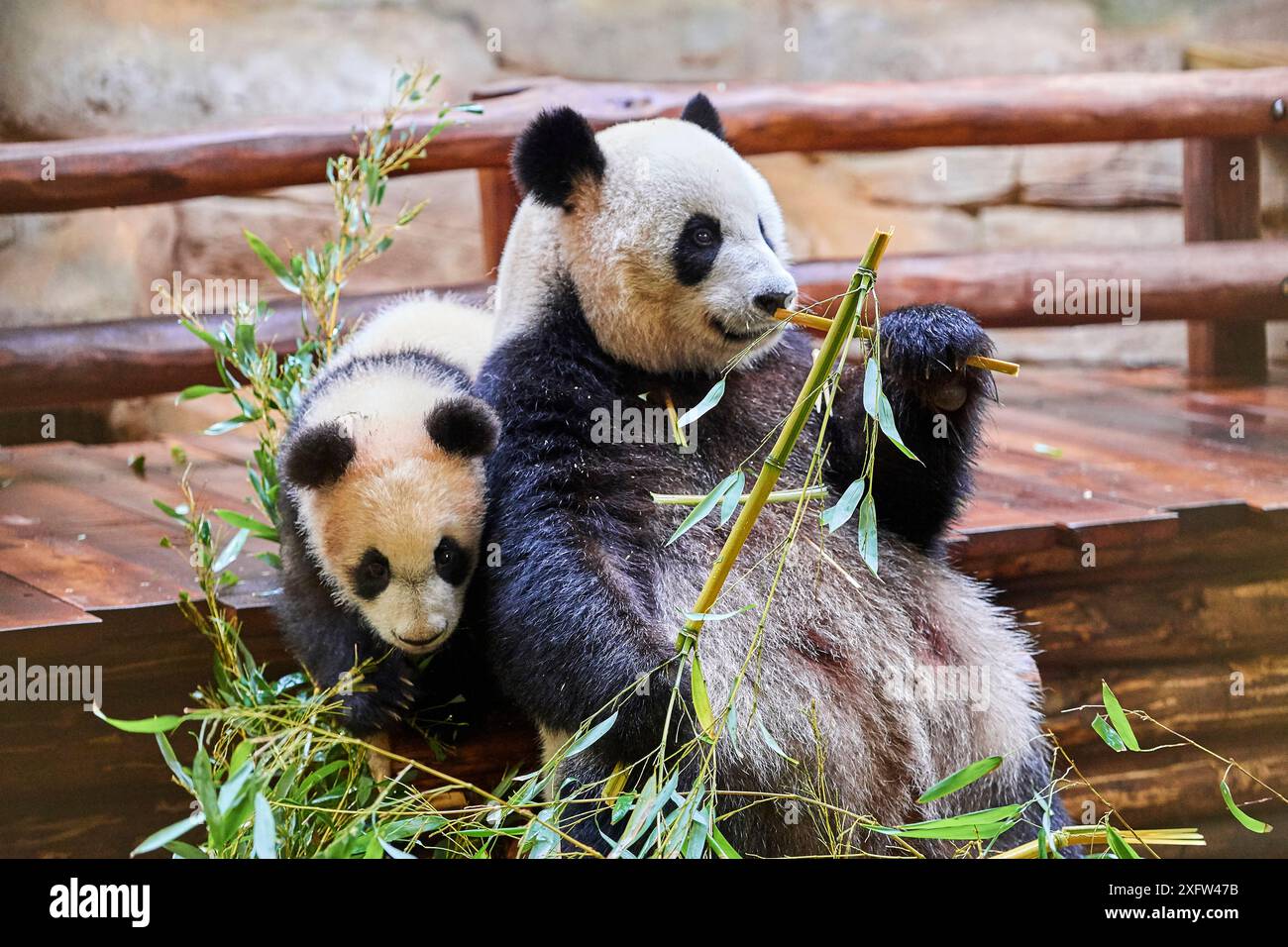 Panda géant (Ailuropoda melanoleuca) femelle Huan Huan se nourrissant de bambou avec son cub ludique dans l'arrière-plan Yuan Meng, premier grand panda même né en France, aujourd'hui âgé de 8 mois, le zoo de Beauval, France Banque D'Images Panda géant (Ailuropoda melanoleuca) femelle Huan Huan se nourrissant de bambou avec son cub ludique dans l'arrière-plan Yuan Meng, premier grand panda même né en France, aujourd'hui âgé de 8 mois, le zoo de Beauval, France Banque D'Images