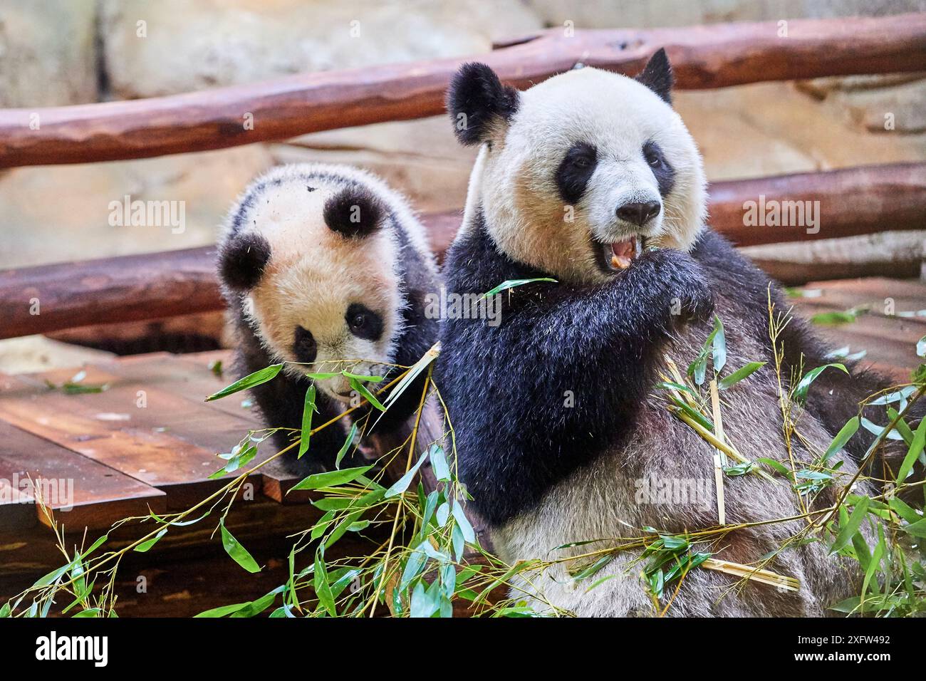 Panda géant (Ailuropoda melanoleuca) femelle, Huan Huan, se nourrissant de bambou avec son ourson Yuan Meng, jouant avec le bambou. Le petit est le premier panda géant même né en France, aujourd'hui âgé de 8 mois, Zoo de Beauval, France Banque D'Images Panda géant (Ailuropoda melanoleuca) femelle, Huan Huan, se nourrissant de bambou avec son ourson Yuan Meng, jouant avec le bambou. Le petit est le premier panda géant même né en France, aujourd'hui âgé de 8 mois, Zoo de Beauval, France Banque D'Images