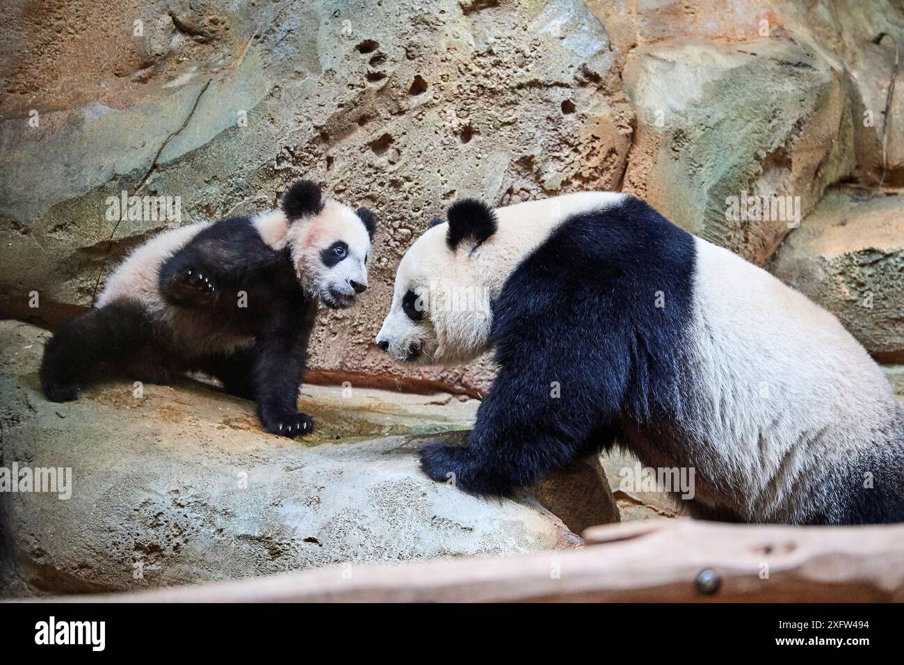 Femme panda géant Huan Huan jouant avec son petit (Ailuropoda melanoleuca). Yuan Meng, premier panda géant né en France, aujourd'hui âgé de 8 mois, Zoo de Beauval, France Banque D'Images Femme panda géant Huan Huan jouant avec son petit (Ailuropoda melanoleuca). Yuan Meng, premier panda géant né en France, aujourd'hui âgé de 8 mois, Zoo de Beauval, France Banque D'Images