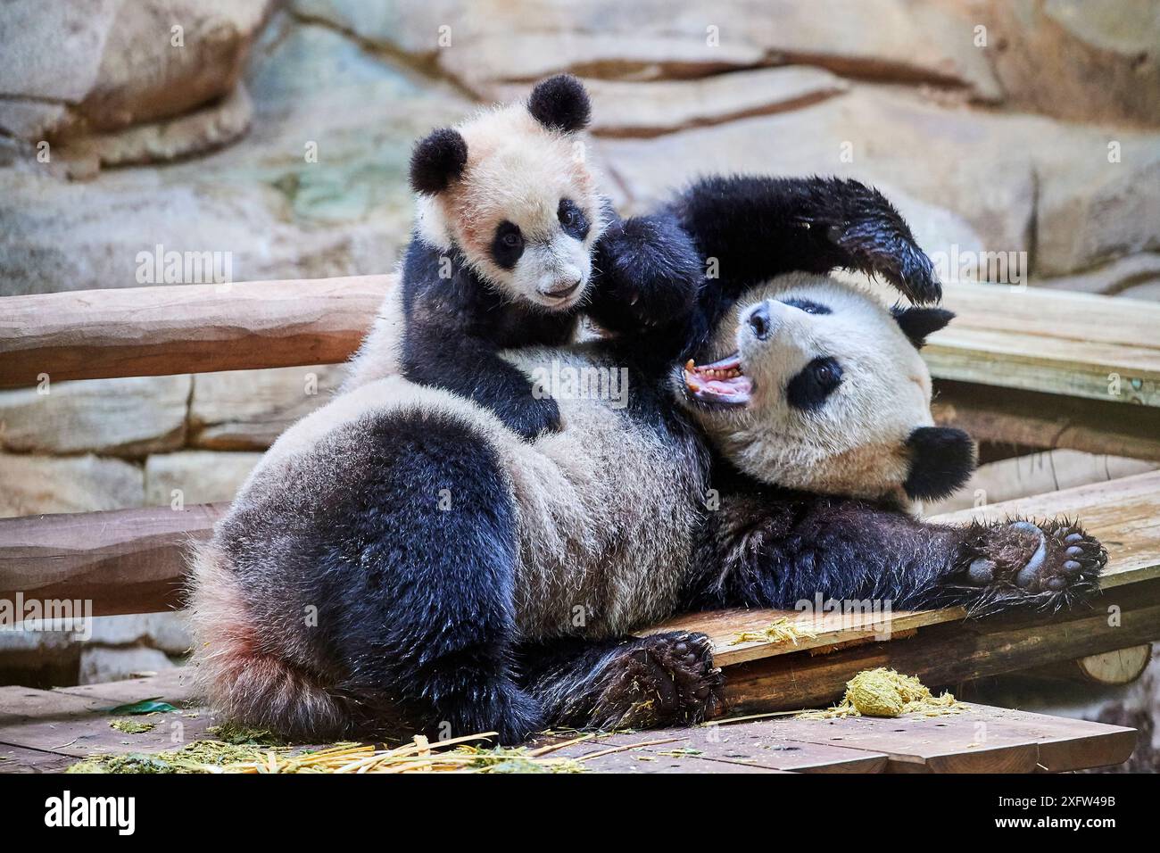 Femme panda géant Huan Huan jouant avec son petit (Ailuropoda melanoleuca). Yuan Meng, premier panda géant né en France, aujourd'hui âgé de 8 mois, Zoo de Beauval, France Banque D'Images Femme panda géant Huan Huan jouant avec son petit (Ailuropoda melanoleuca). Yuan Meng, premier panda géant né en France, aujourd'hui âgé de 8 mois, Zoo de Beauval, France Banque D'Images