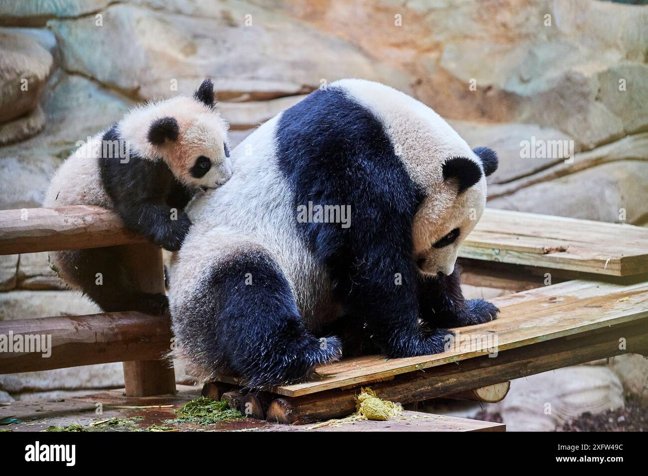 Femme panda géant Huan Huan jouant avec son petit (Ailuropoda melanoleuca). Yuan Meng, premier panda géant né en France, aujourd'hui âgé de 8 mois, Zoo de Beauval, France Banque D'Images Femme panda géant Huan Huan jouant avec son petit (Ailuropoda melanoleuca). Yuan Meng, premier panda géant né en France, aujourd'hui âgé de 8 mois, Zoo de Beauval, France Banque D'Images