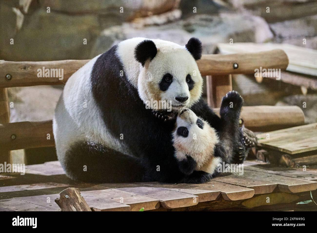 Femme panda géant Huan Huan jouant avec son petit (Ailuropoda melanoleuca). Yuan Meng, premier panda géant né en France, aujourd'hui âgé de 8 mois, Zoo de Beauval, France Banque D'Images Femme panda géant Huan Huan jouant avec son petit (Ailuropoda melanoleuca). Yuan Meng, premier panda géant né en France, aujourd'hui âgé de 8 mois, Zoo de Beauval, France Banque D'Images