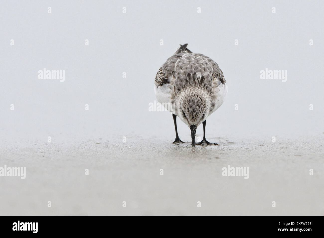 Sanderling (Calidris alba) recherche sur la plage, Bretagne, France, octobre. Banque D'Images