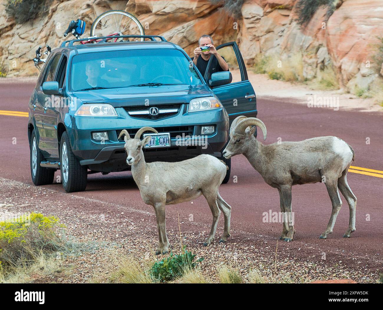 Véhicule de touristes arrêté sur la route par la traversée de moutons de chèvre du désert (Ovis canadensis nelsoni), parc national de Zion, Utah, États-Unis, octobre 2012. Banque D'Images