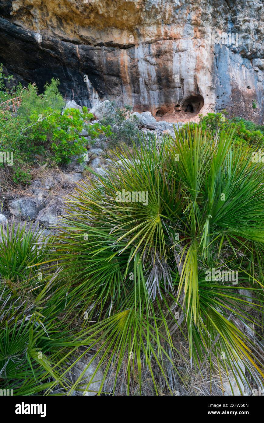 Palmier nain (Chamaerops humilis) en dehors des abrics de l'Ermita , abris rocheux ermitage, village d'Ulldecona, Catalogne, Espagne, juin 2017. Banque D'Images