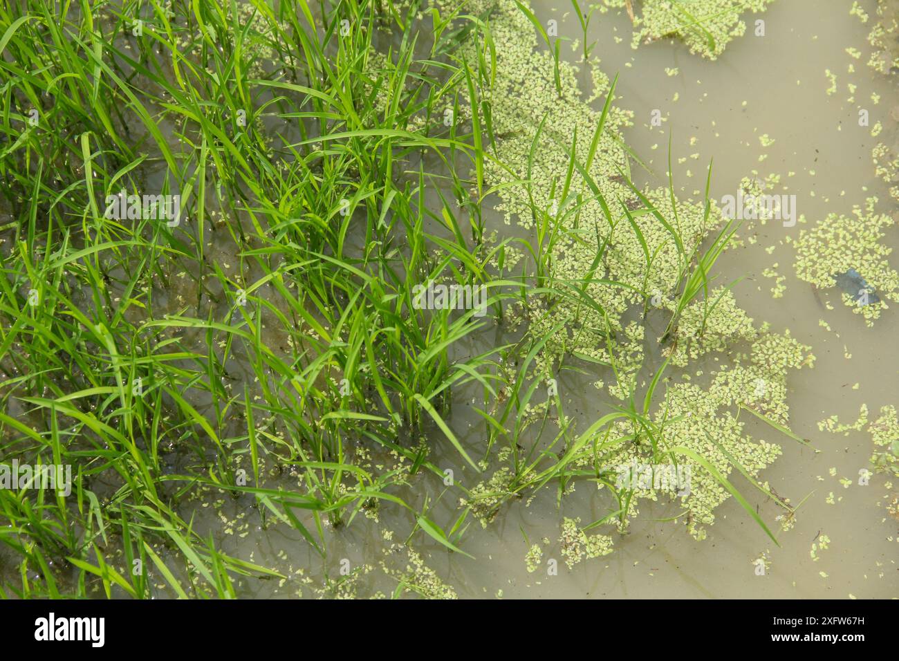 Semer les plants de riz avant de les déplacer dans les rizières pour les agrandir Banque D'Images