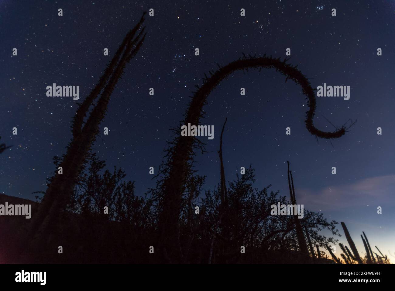 Arbre Boojum (Fouquieria columnaris) la nuit avec la Constellation Orion, désert Sonora, réserve de biosphère Valle de los Cirios, péninsule de basse Californie, Mexique, mars Banque D'Images