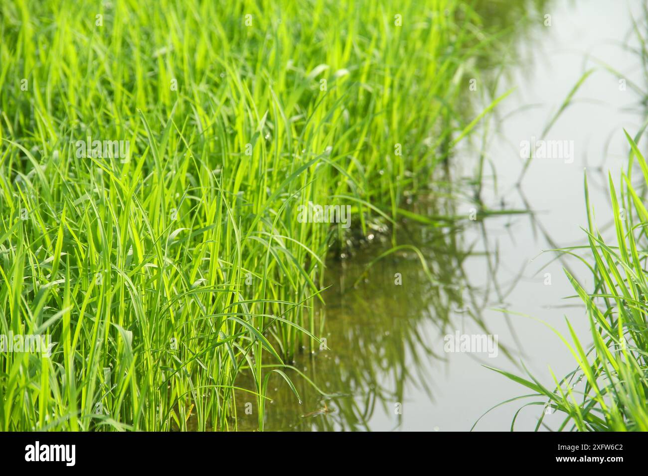 Semer les plants de riz avant de les déplacer dans les rizières pour les agrandir Banque D'Images