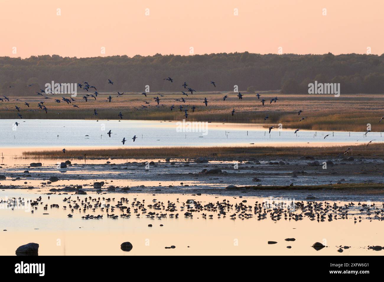 L'oie de Barnacle (leucopsis de Branta) affluent pour rejoindre d'autres personnes se reposant et se nourrissant sur un site de perchage, dans la baie de Matsalu au crépuscule, parc national de Matsalu, Haeska, Estonie, septembre. Banque D'Images