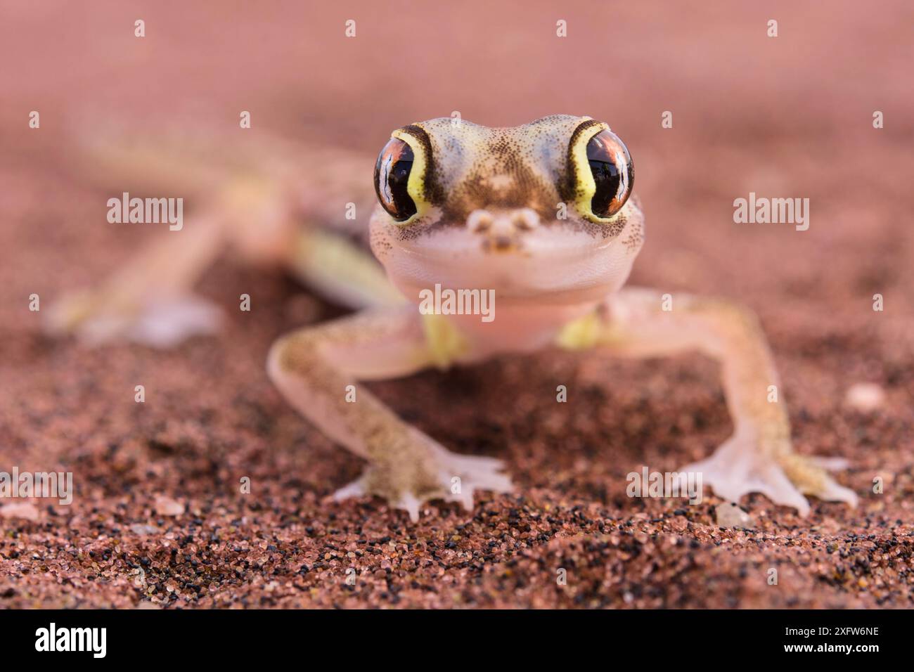 Portrait de gecko de sable de Namib (Pachydactylus rangei), parc national de Dorob, Swakopmund, Namibie Banque D'Images