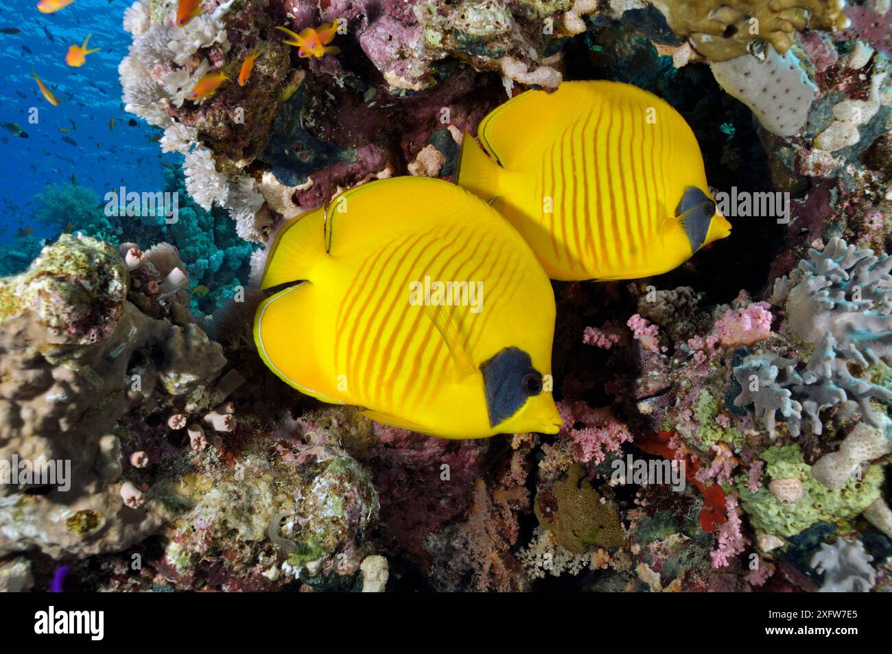Papillons masqués (Chaetodon semilarvatus), couple sur récif corallien. Récif Jackson, détroit de Tiran, mer Rouge, Égypte. Banque D'Images