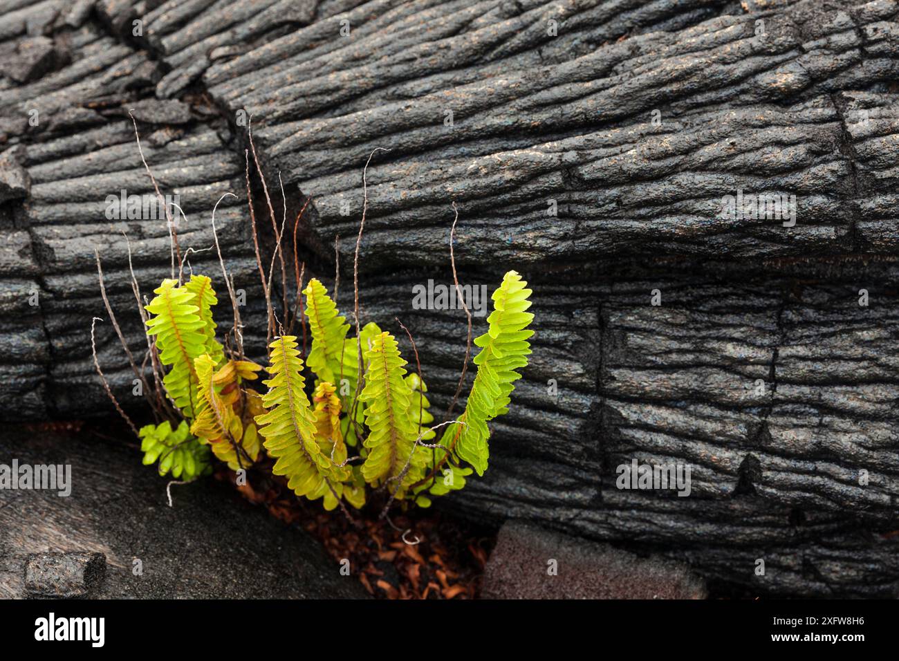 La fougère AMA'u (Sadleria cyatheoides) est la première plante à retourner dans un champ de lave, dans le parc national des volcans d'Hawaï. Décembre 2016. Banque D'Images