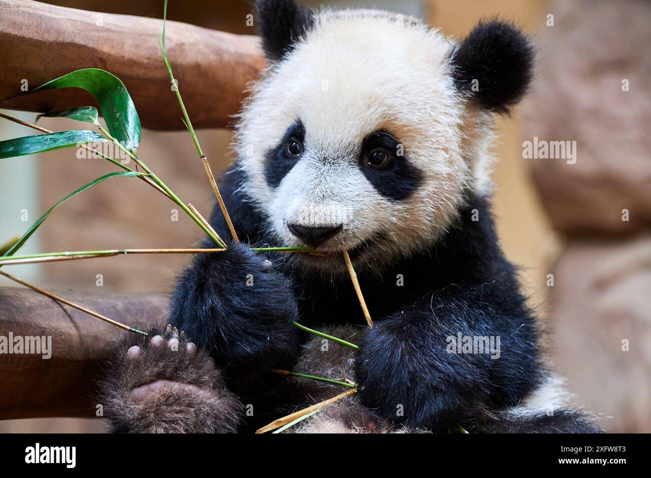 Panda géant (Ailuropoda melanoleuca) cub playfuly de mâcher un bâton de bambou. Yuan Meng, premier grand panda jamais né en France, est maintenant 10 mois d'âge et toujours se nourrit de son lait de la mère, captive au zoo de Beauval, Saint Aignan sur Cher, France Banque D'Images