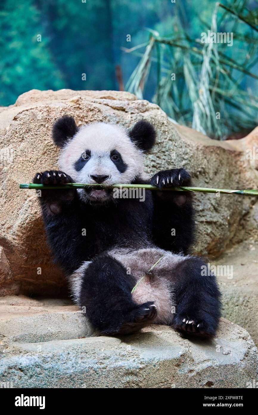 Panda géant (Ailuropoda melanoleuca) cub playfuly de mâcher un bâton de bambou. Yuan Meng, premier grand panda jamais né en France, est maintenant 10 mois d'âge et toujours se nourrit de son lait de la mère, captive au zoo de Beauval, Saint Aignan sur Cher, France Banque D'Images Panda géant (Ailuropoda melanoleuca) cub playfuly de mâcher un bâton de bambou. Yuan Meng, premier grand panda jamais né en France, est maintenant 10 mois d'âge et toujours se nourrit de son lait de la mère, captive au zoo de Beauval, Saint Aignan sur Cher, France Banque D'Images
