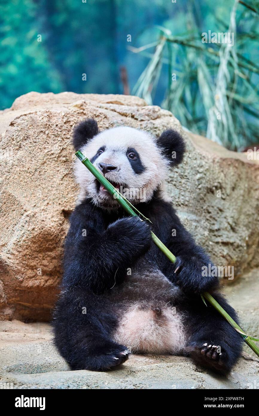 Panda géant (Ailuropoda melanoleuca) cub playfuly de mâcher un bâton de bambou. Yuan Meng, premier grand panda jamais né en France, est maintenant 10 mois d'âge et toujours se nourrit de son lait de la mère, captive au zoo de Beauval, Saint Aignan sur Cher, France Banque D'Images Panda géant (Ailuropoda melanoleuca) cub playfuly de mâcher un bâton de bambou. Yuan Meng, premier grand panda jamais né en France, est maintenant 10 mois d'âge et toujours se nourrit de son lait de la mère, captive au zoo de Beauval, Saint Aignan sur Cher, France Banque D'Images