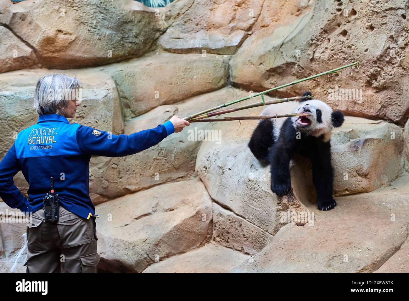 Gardien jouant avec un petit panda géant et des bâtons de bambou (Ailuropoda melanoleuca) captif. Yuan Meng, premier panda géant né en France, a maintenant 10 mois mais se nourrit toujours du lait de sa mère, captif au zoo de Beauval, Saint Aignan sur cher, France Banque D'Images Gardien jouant avec un petit panda géant et des bâtons de bambou (Ailuropoda melanoleuca) captif. Yuan Meng, premier panda géant né en France, a maintenant 10 mois mais se nourrit toujours du lait de sa mère, captif au zoo de Beauval, Saint Aignan sur cher, France Banque D'Images