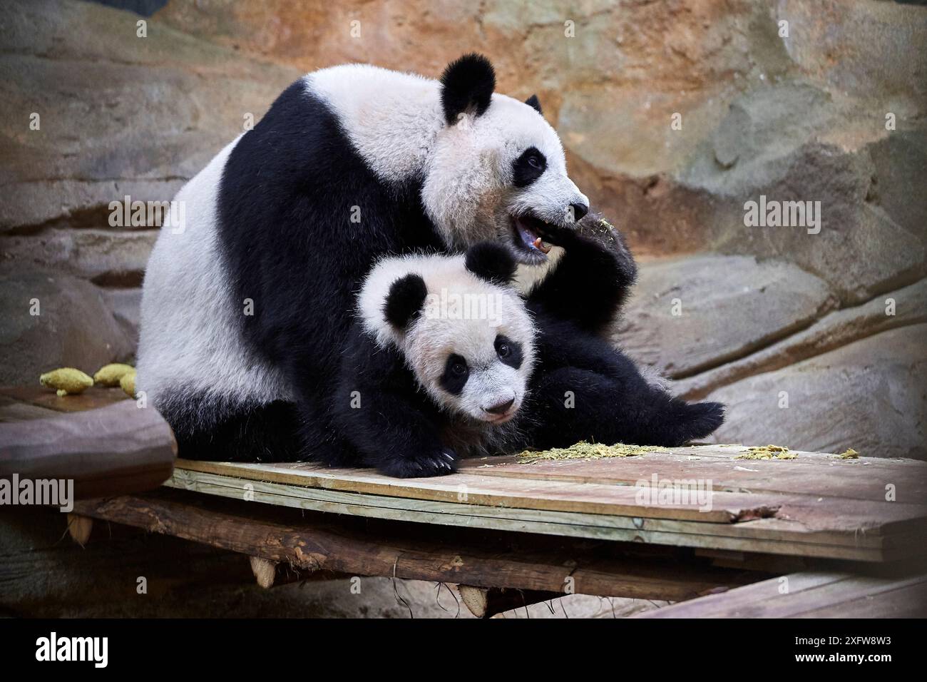Panda géant (Ailuropoda melanoleuca). Femelle Huan Huan jouant avec son petit Yuan Meng, premier panda géant né en France, âgé de 10 mois, captif au zoo de Beauval, Saint Aignan sur cher, France Banque D'Images Panda géant (Ailuropoda melanoleuca). Femelle Huan Huan jouant avec son petit Yuan Meng, premier panda géant né en France, âgé de 10 mois, captif au zoo de Beauval, Saint Aignan sur cher, France Banque D'Images