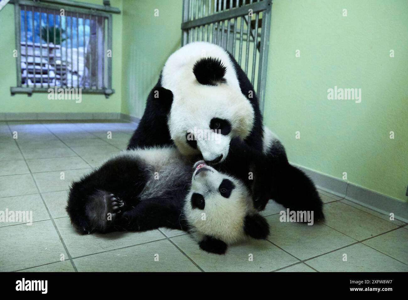 Panda géant (Ailuropoda melanoleuca) femelle Huan Huan jouant avec son petit. Yuan Meng, premier panda géant né en France, âgé de 10 mois, captif au zoo de Beauval, Saint Aignan sur cher, France Banque D'Images Panda géant (Ailuropoda melanoleuca) femelle Huan Huan jouant avec son petit. Yuan Meng, premier panda géant né en France, âgé de 10 mois, captif au zoo de Beauval, Saint Aignan sur cher, France Banque D'Images