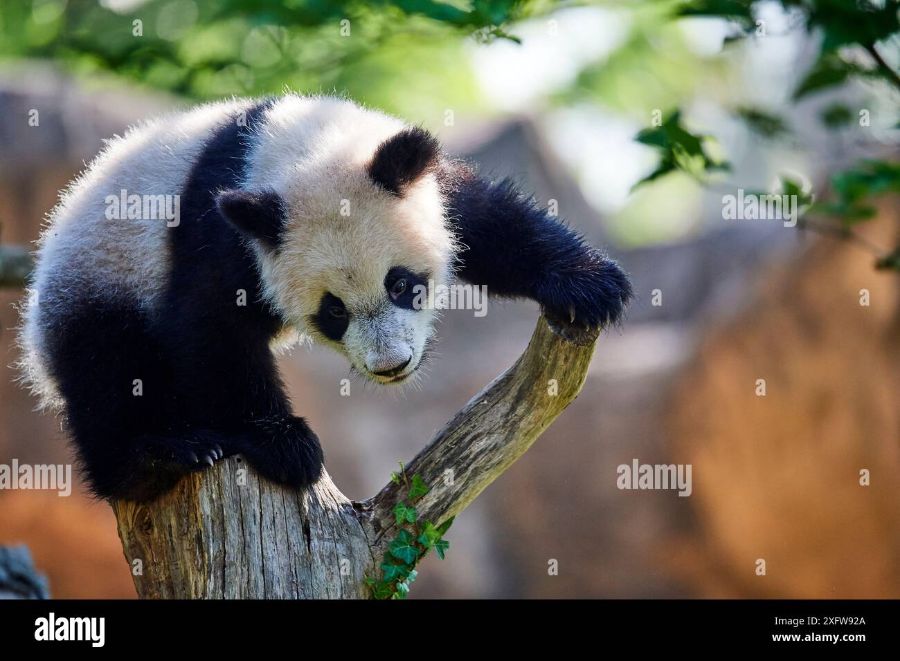 Petit panda géant (Ailuropoda melanoleuca) grimpant et explorant son enclos. Yuan Meng, premier panda géant né en France, âgé de 10 mois, captif au zoo de Beauval, Saint Aignan sur cher, France Banque D'Images