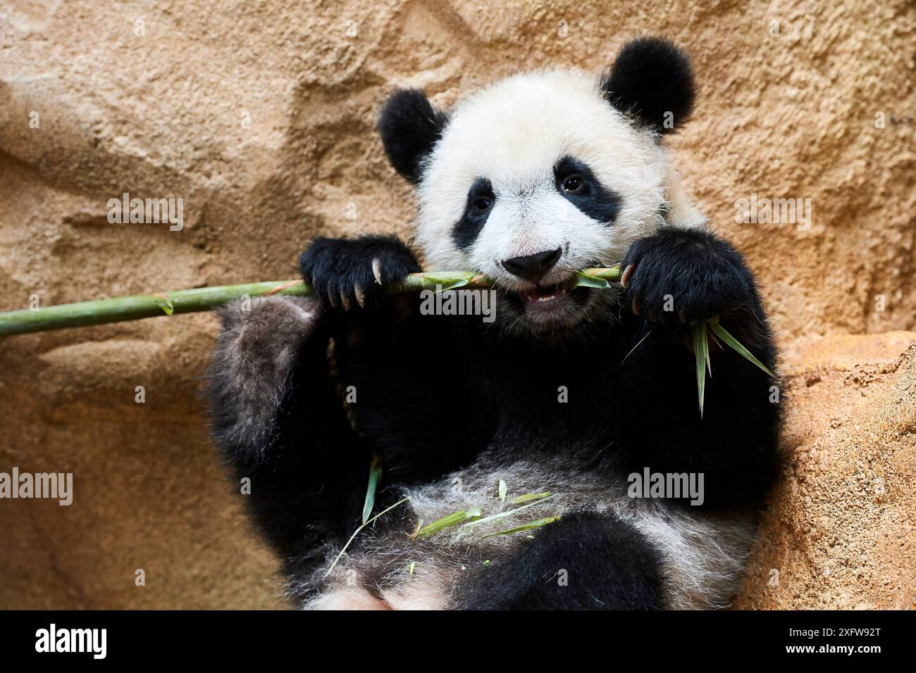 Panda géant (Ailuropoda melanoleuca) cub playfuly de mâcher un bâton de bambou. Yuan Meng, premier grand panda jamais né en France, est maintenant 10 mois d'âge et toujours se nourrit de son lait de la mère, captive au zoo de Beauval, Saint Aignan sur Cher, France Banque D'Images Panda géant (Ailuropoda melanoleuca) cub playfuly de mâcher un bâton de bambou. Yuan Meng, premier grand panda jamais né en France, est maintenant 10 mois d'âge et toujours se nourrit de son lait de la mère, captive au zoo de Beauval, Saint Aignan sur Cher, France Banque D'Images