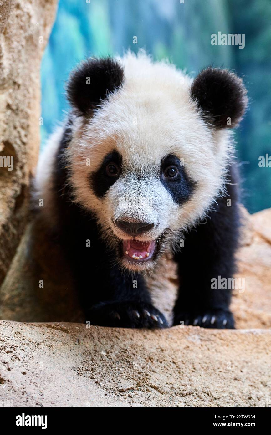 Petit panda géant (Ailuropoda melanoleuca), Yuan Meng, premier panda géant né en France, âgé de 10 mois, captif au zoo de Beauval, Saint Aignan sur cher, France Banque D'Images