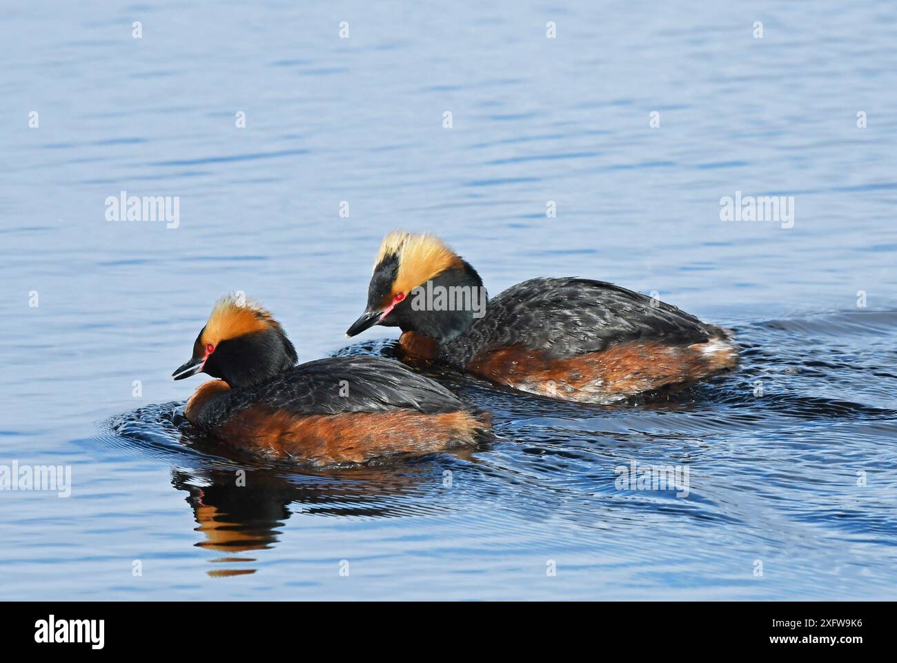 Paire de gris slaves / cornés (Podiceps auritus) nageant et appelant en tandem dans le cadre de leur exposition de cour. Kolvik, Porsanger, Finmark, Norvège Banque D'Images Paire de gris slaves / cornés (Podiceps auritus) nageant et appelant en tandem dans le cadre de leur exposition de cour. Kolvik, Porsanger, Finmark, Norvège Banque D'Images