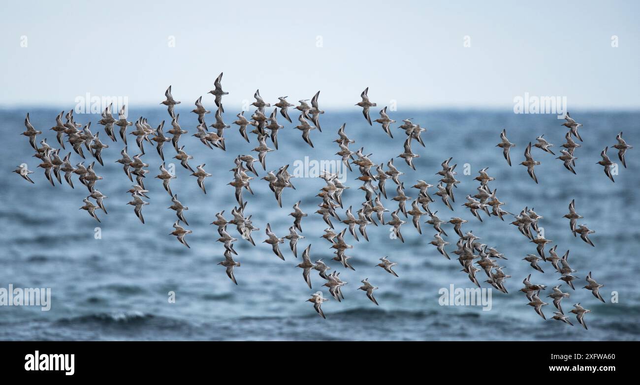 Troupeau de Red Knot (Calidris canutus) volant pour se nourrir tout en migrant vers leurs aires de reproduction plus au nord. Ekkeroy, fjord Varanger, Finnmark, Norvège Banque D'Images Troupeau de Red Knot (Calidris canutus) volant pour se nourrir tout en migrant vers leurs aires de reproduction plus au nord. Ekkeroy, fjord Varanger, Finnmark, Norvège Banque D'Images