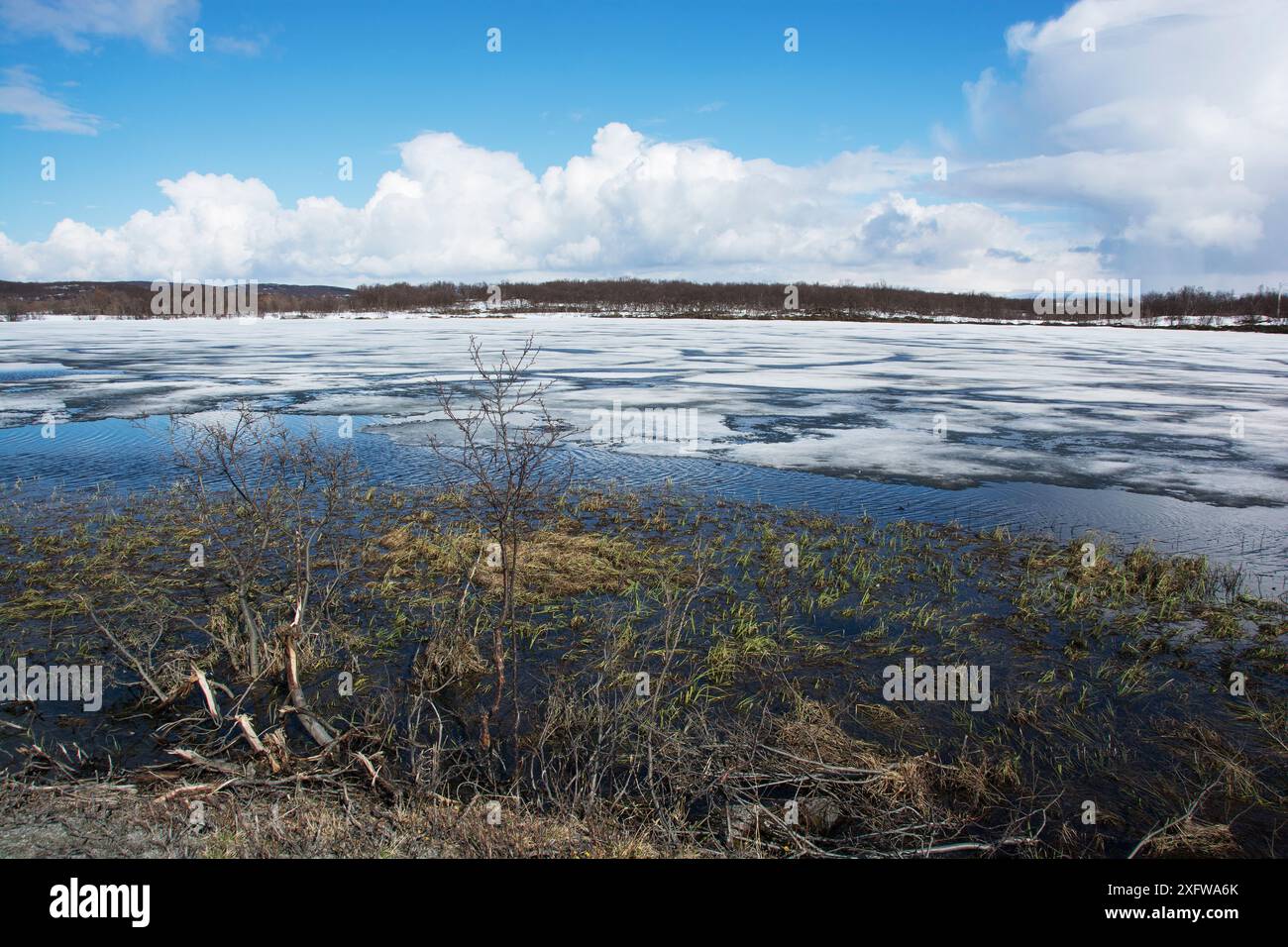 Habitat de reproduction de la grèbe slave (Podiceps auritus) pendant la fonte et le dégel des neiges au début du printemps. Pendant cette période, la disponibilité des sites de nidification est limitée. Kolvik, fjord de Porsanger, Finnmark, Norvège. Mai. Banque D'Images