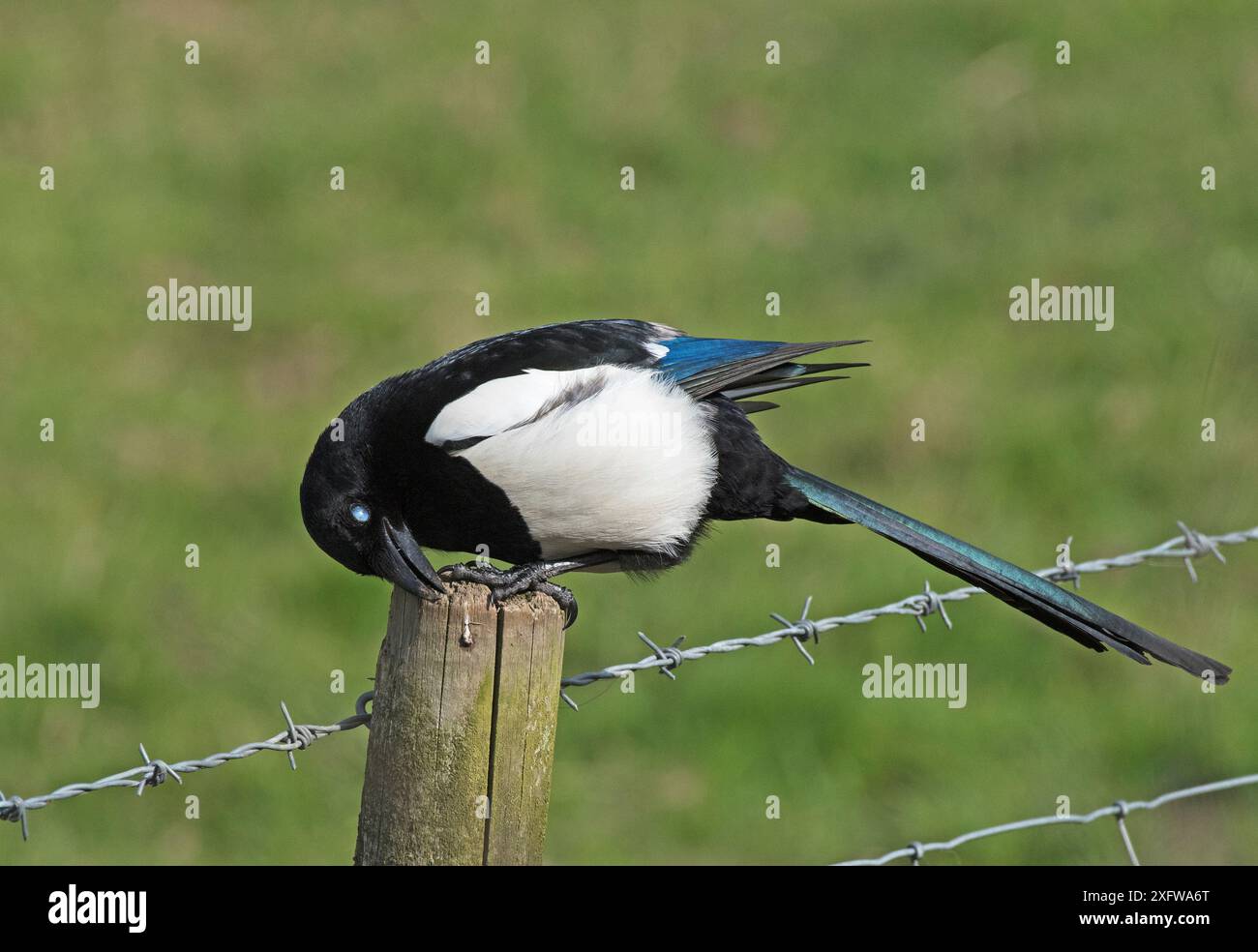 Pie eurasienne (Pica pica) nettoyant son bec sur un poteau de clôture. Protéger son œil en abaissant la membrane nictitante. Druridge Bay, Northumberland, Royaume-Uni, avril. Banque D'Images Pie eurasienne (Pica pica) nettoyant son bec sur un poteau de clôture. Protéger son œil en abaissant la membrane nictitante. Druridge Bay, Northumberland, Royaume-Uni, avril. Banque D'Images