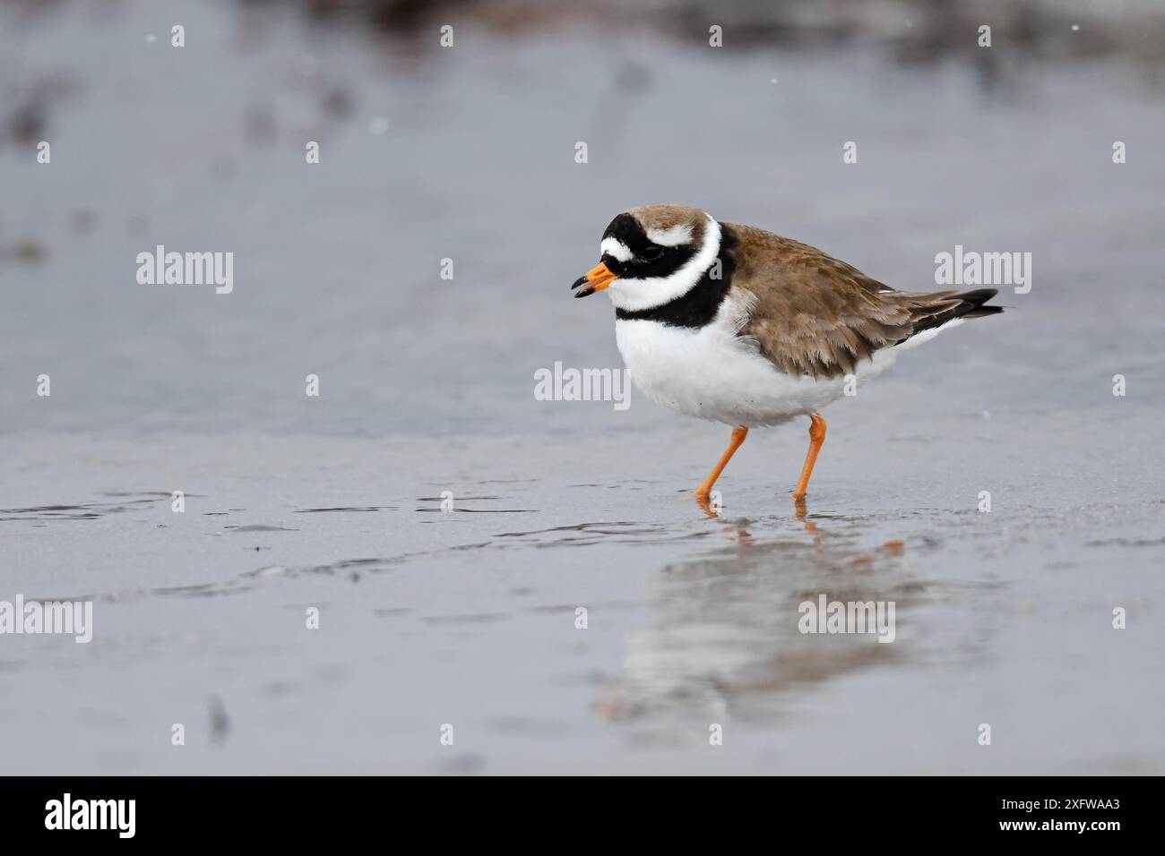 Pluvier annelé (Charadrius hiaticlua) faisant appel à la tideline. Langbuness, fjord de Varanger, Finnmark, Norvège, mai. Banque D'Images Pluvier annelé (Charadrius hiaticlua) faisant appel à la tideline. Langbuness, fjord de Varanger, Finnmark, Norvège, mai. Banque D'Images