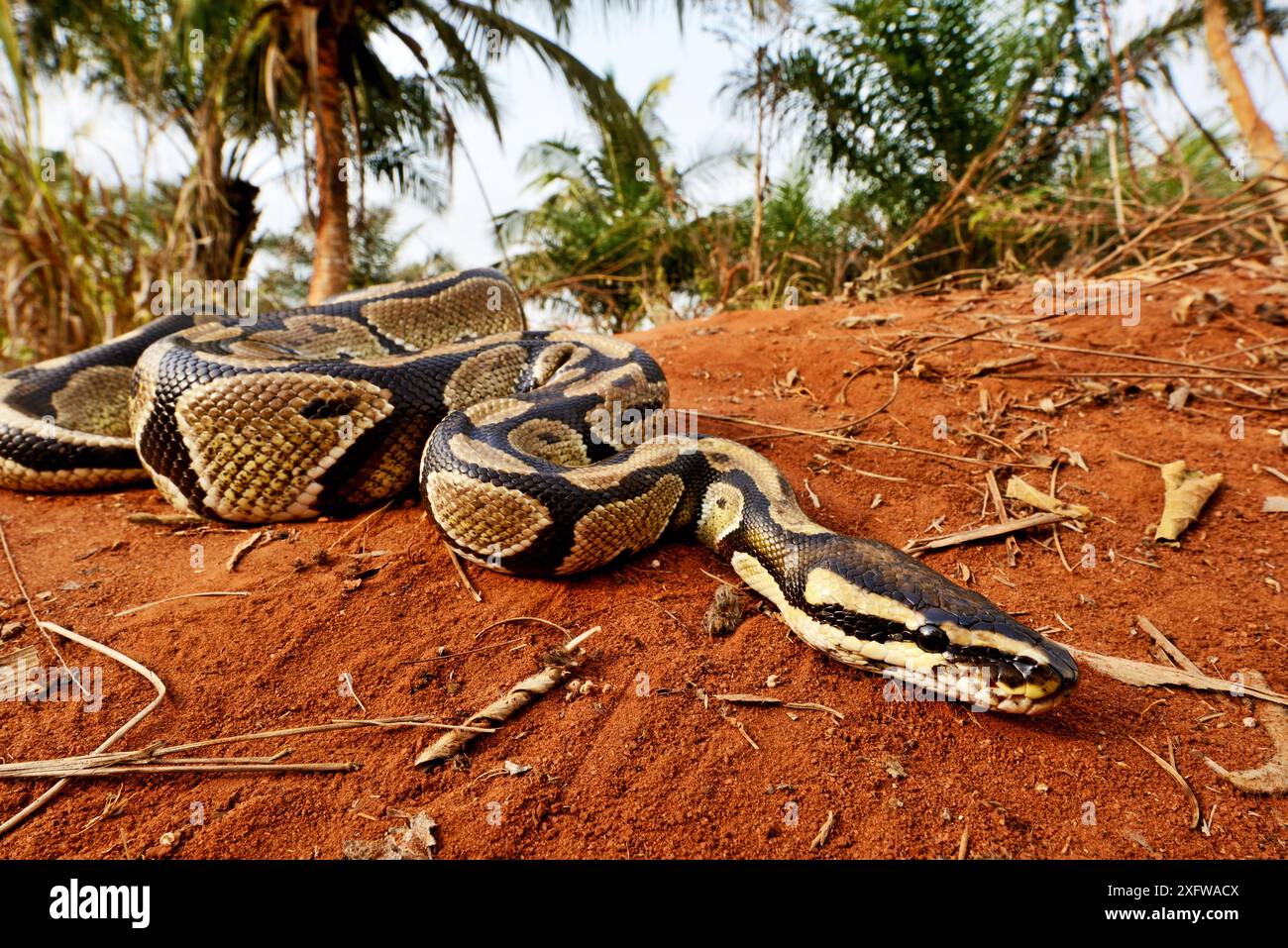 Python royal (Python regius) le Togo. Conditions contrôlées Banque D'Images