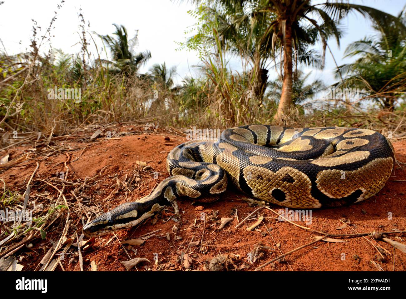 Python royal (Python regius) le Togo. Conditions contrôlées Banque D'Images